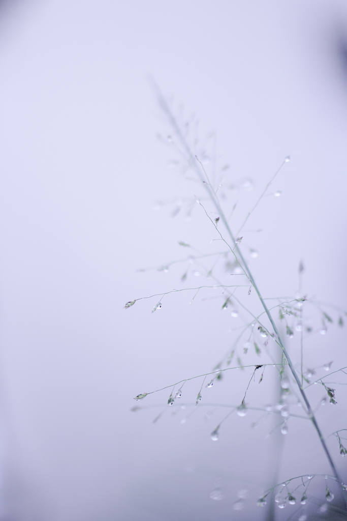 雨色浪漫