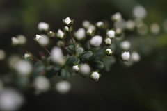 雪の星　花の星