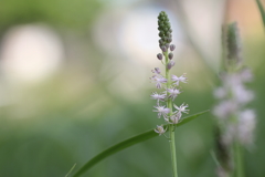 そこはまだ。夏でした。