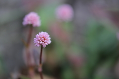 まりこと遊んだ日