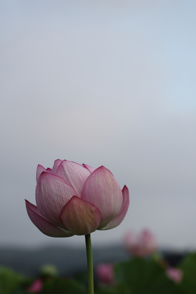 あの日。あなたが花だったから。