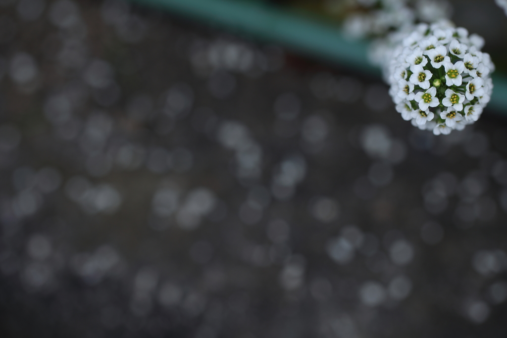 花銀河。