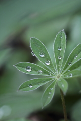 雨ですね。