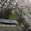 見下ろせば