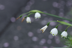 春は雪のように散りて。