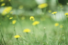 ホタルの花