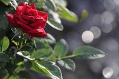 薔薇家の人々
