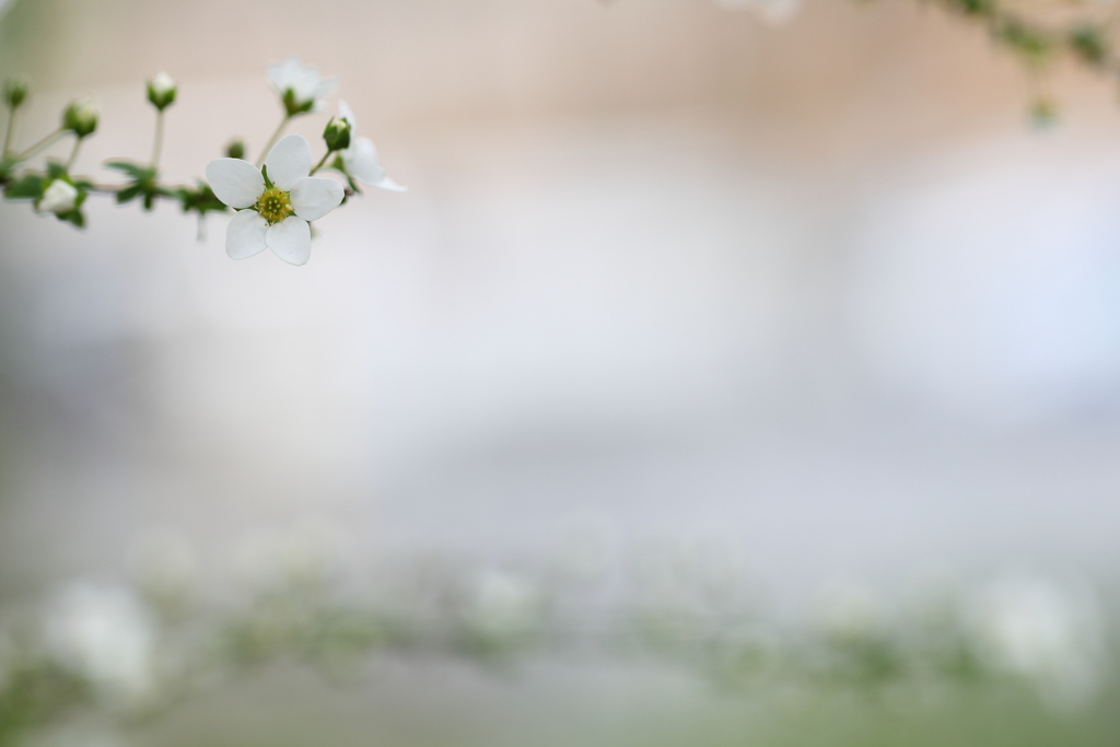 雪色の花。