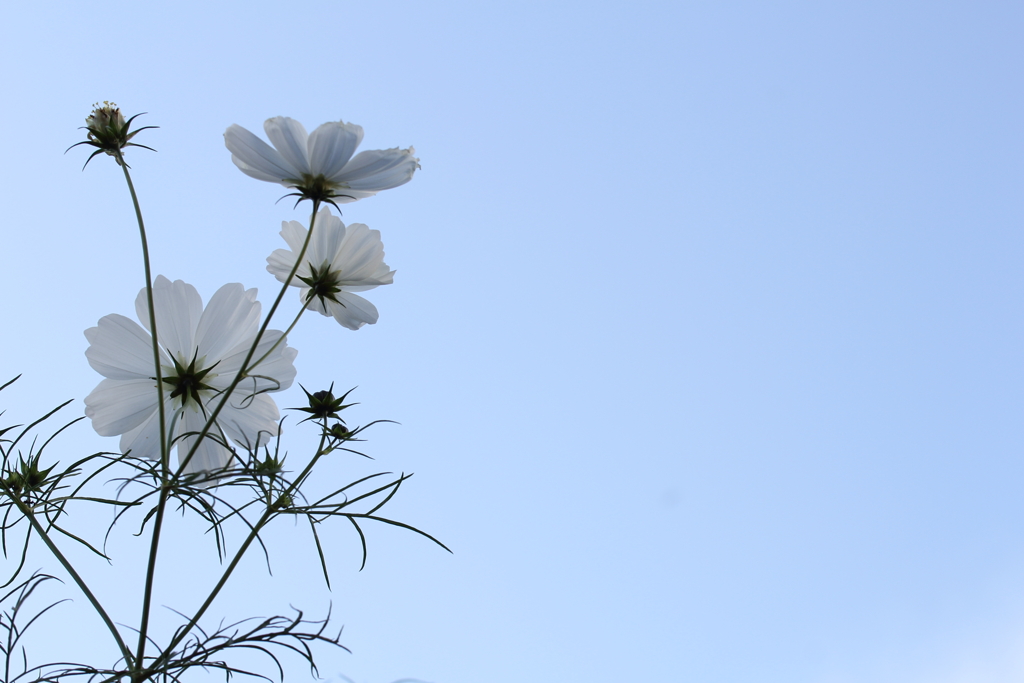 君に見せたい。