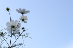 君に見せたい。