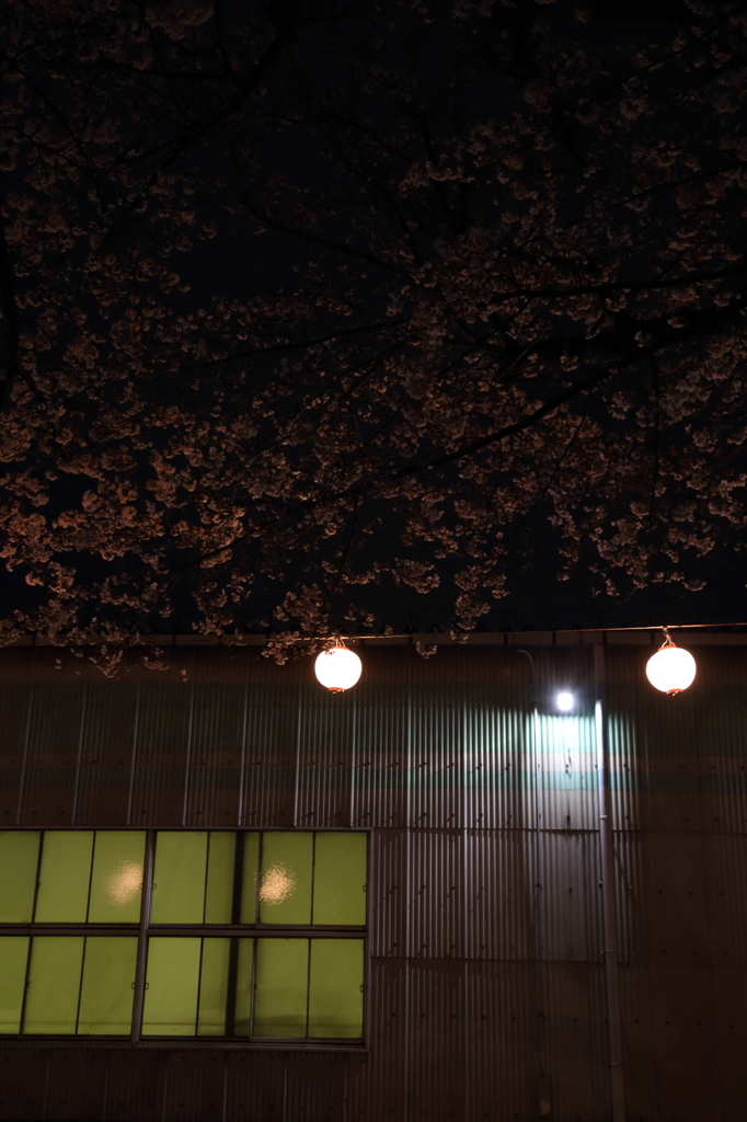 桜の夜も