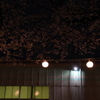 桜の夜も