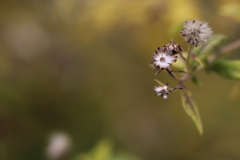 花になりたくて