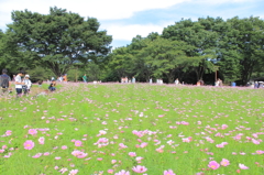 コスモス日和