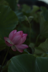 夏の扉を開けて。