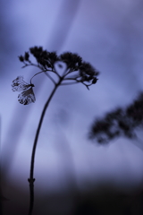 移りゆく恋に。