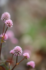 まりこのいうことには