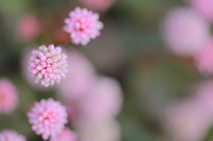 まりこへの電話