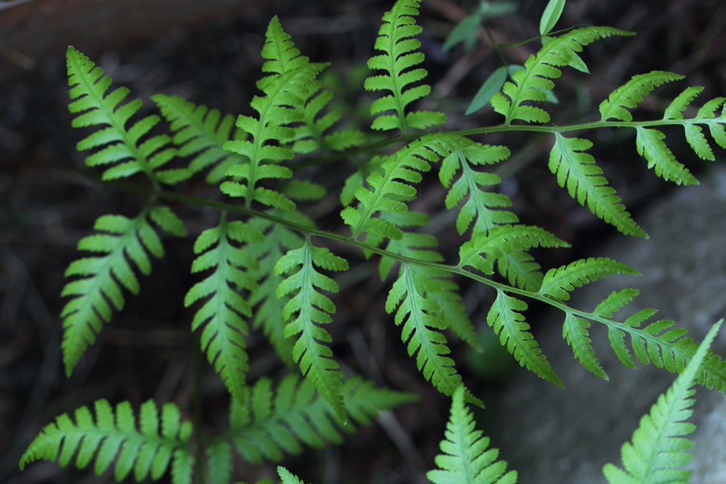 Green?　Not Green?