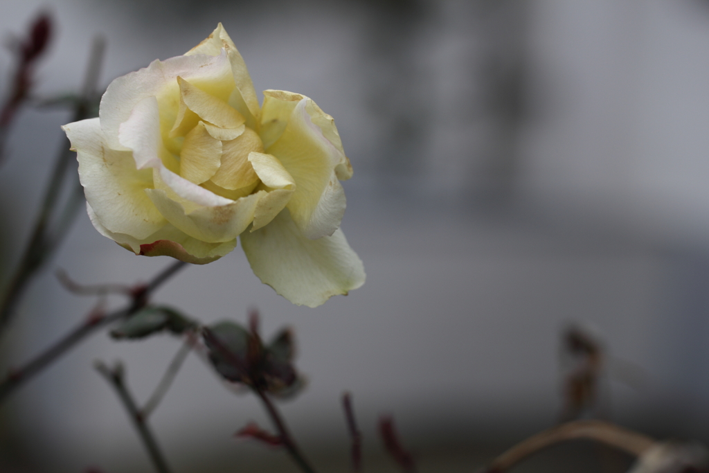 風をまとって。