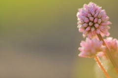 はりきるまりこ