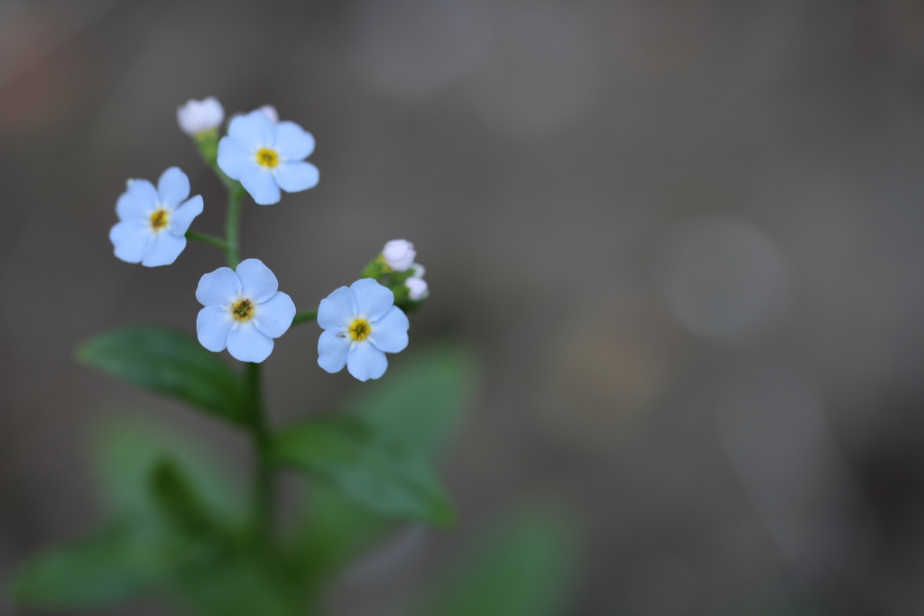 私を忘れないで