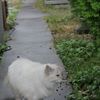 猫通り