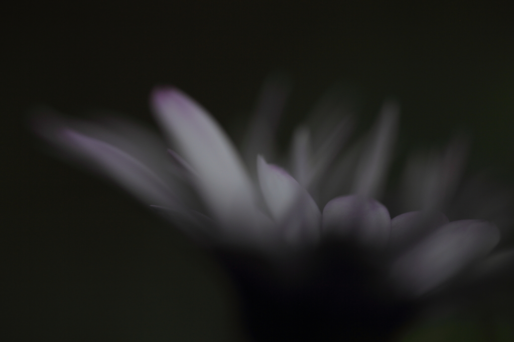 凛として。
