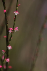 赤い花赤い花。