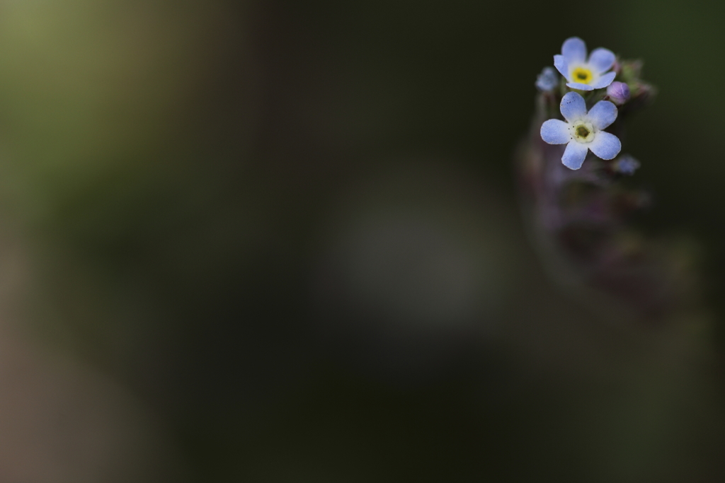 ひとつ星、ふたつ星。