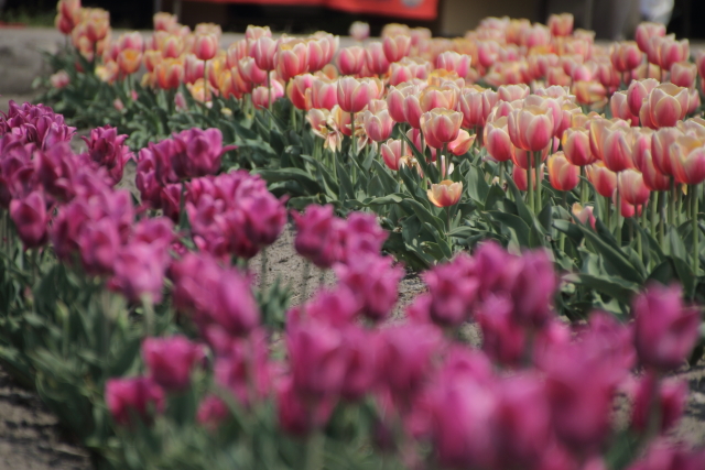 はないちもんめ