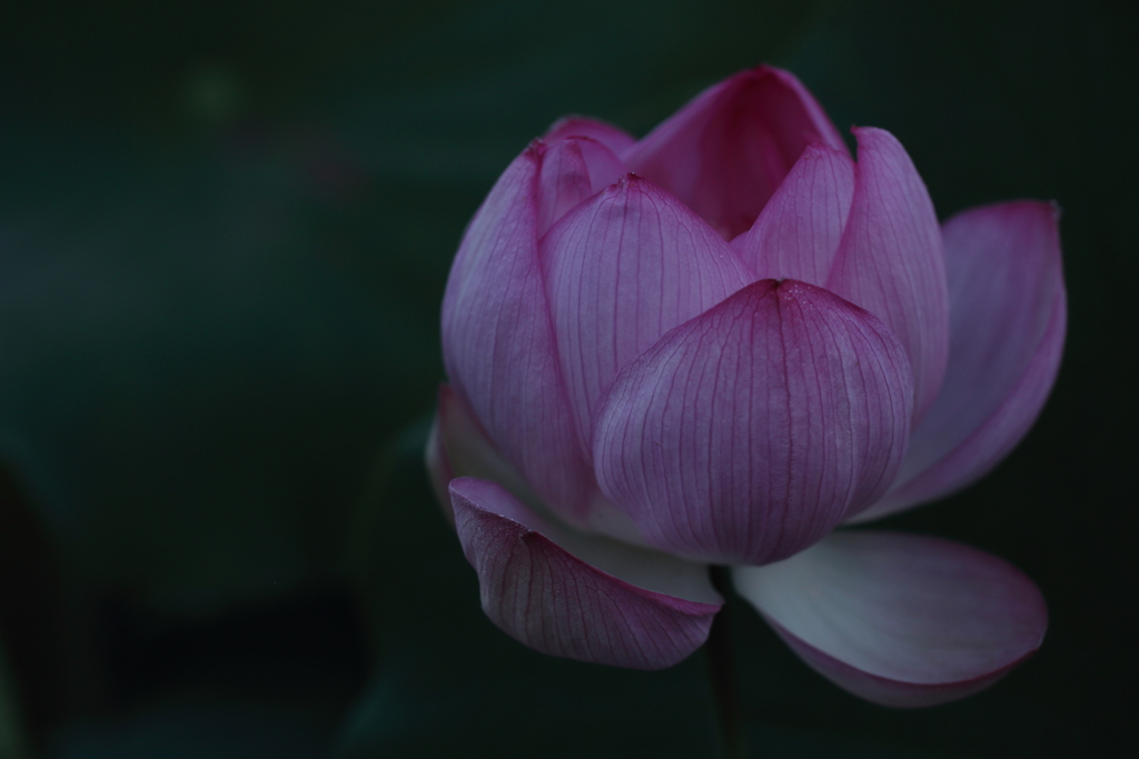 ハス、はじめました