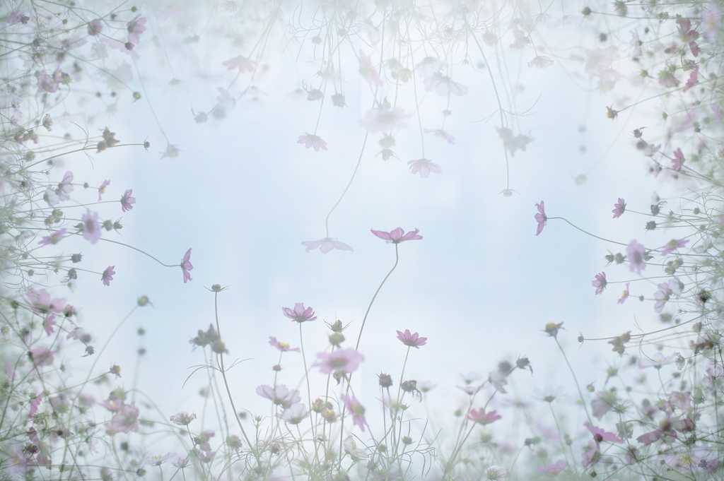 コスモス街道。