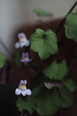 ひとあしずつ。