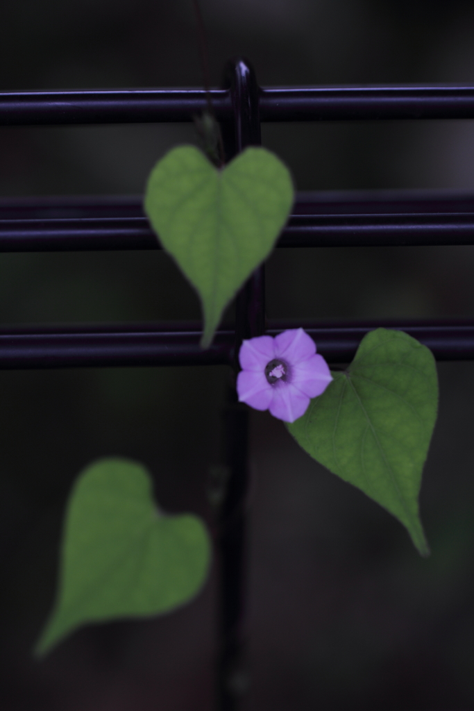 ハートのエース。