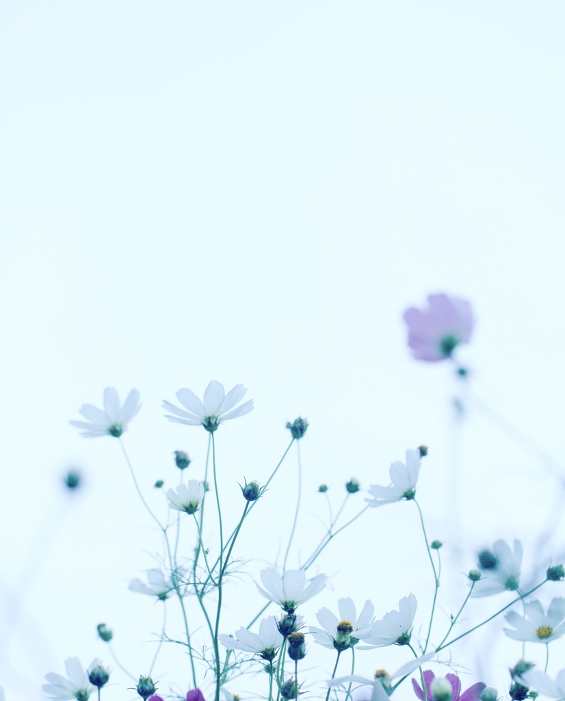 コスモス祭り。