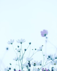 コスモス祭り。