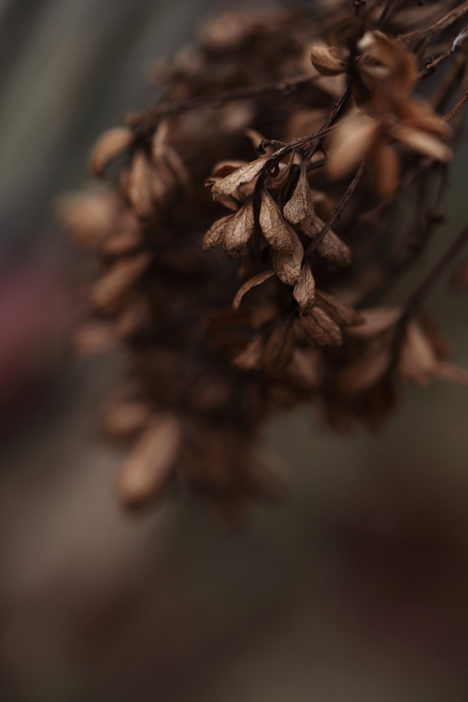 紫陽花のような人でした。