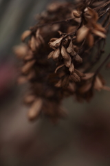 紫陽花のような人でした。