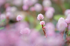 まりこはひとり