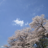 ハレソラ