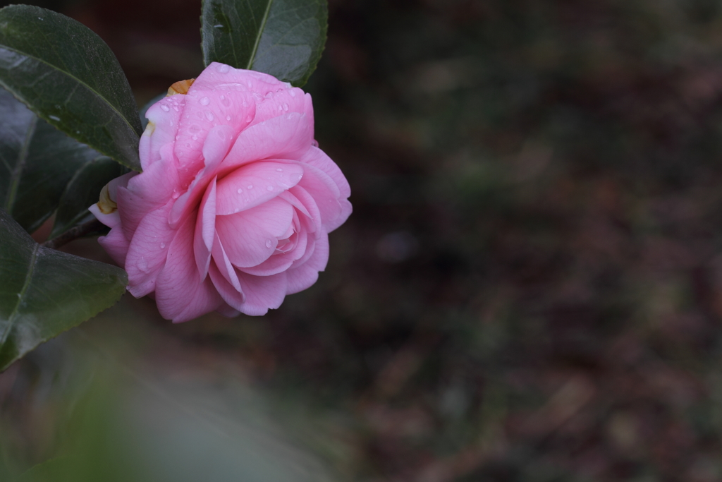 乙女椿が咲きました。