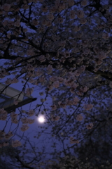 桜月夜