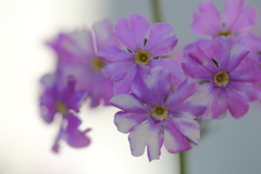 春はすぐそこ。