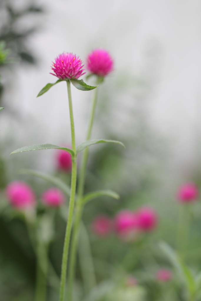 ぼんぼりが揺れる頃。