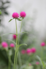 ぼんぼりが揺れる頃。