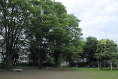 深緑の午後
