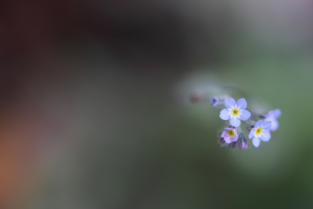 季節外れの花便り。
