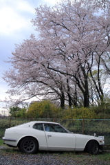 桜の木の下で