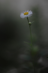 お月さんのように